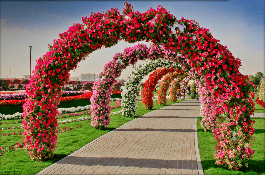 цветы в парке Очинского